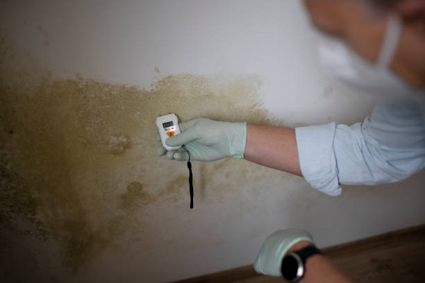Best Fast Mold Removal  in Seabrook, TX